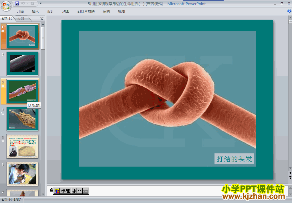 下载用显微镜观察身边的生命世界(一)ppt课件(六年级科学