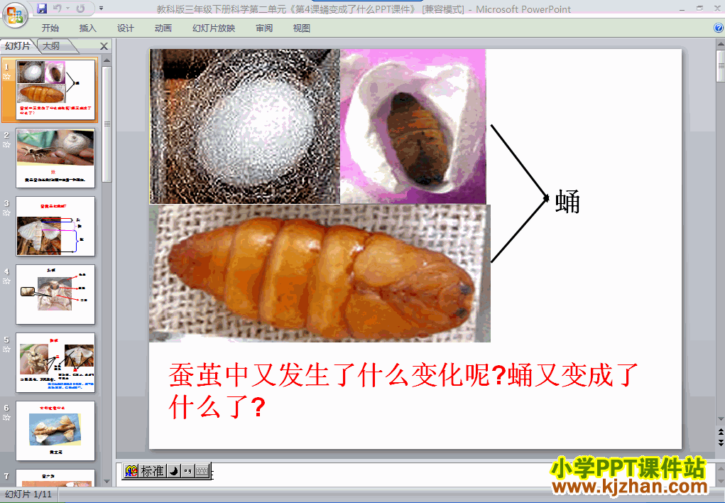 下载第二单元2.4蛹变成了什么ppt课件(三年级科学下册)