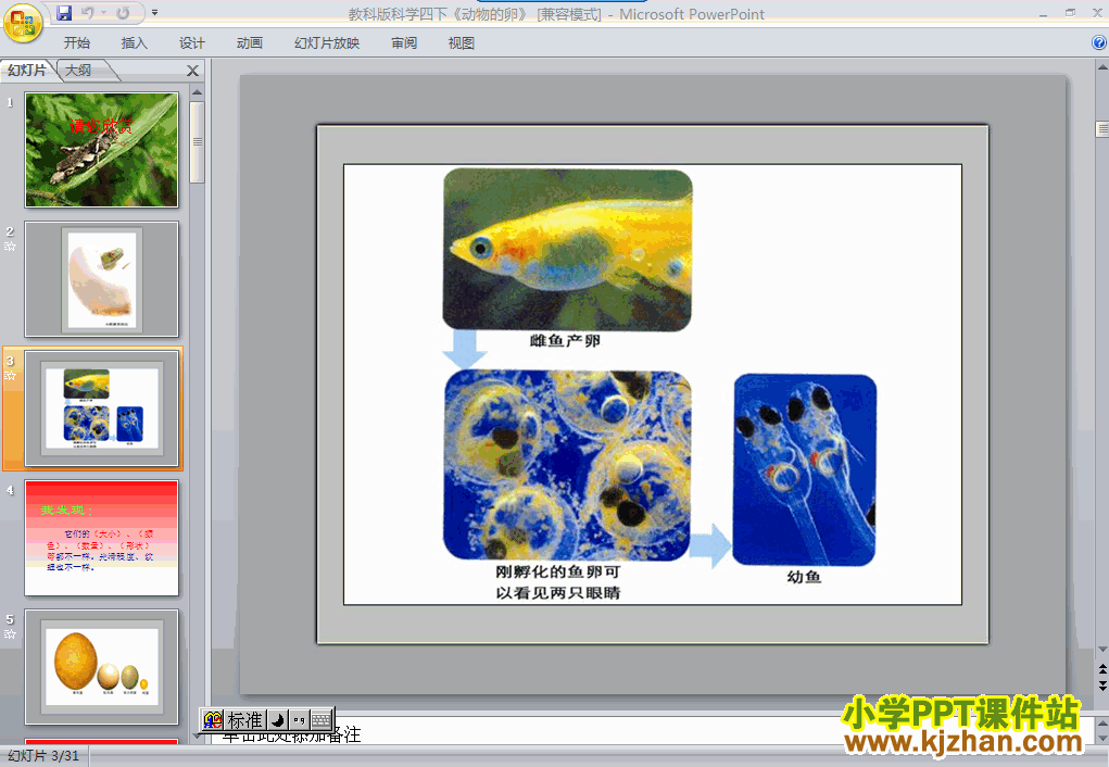 科学第二单元“新的生命”动物的卵ppt课件（四年级下册）