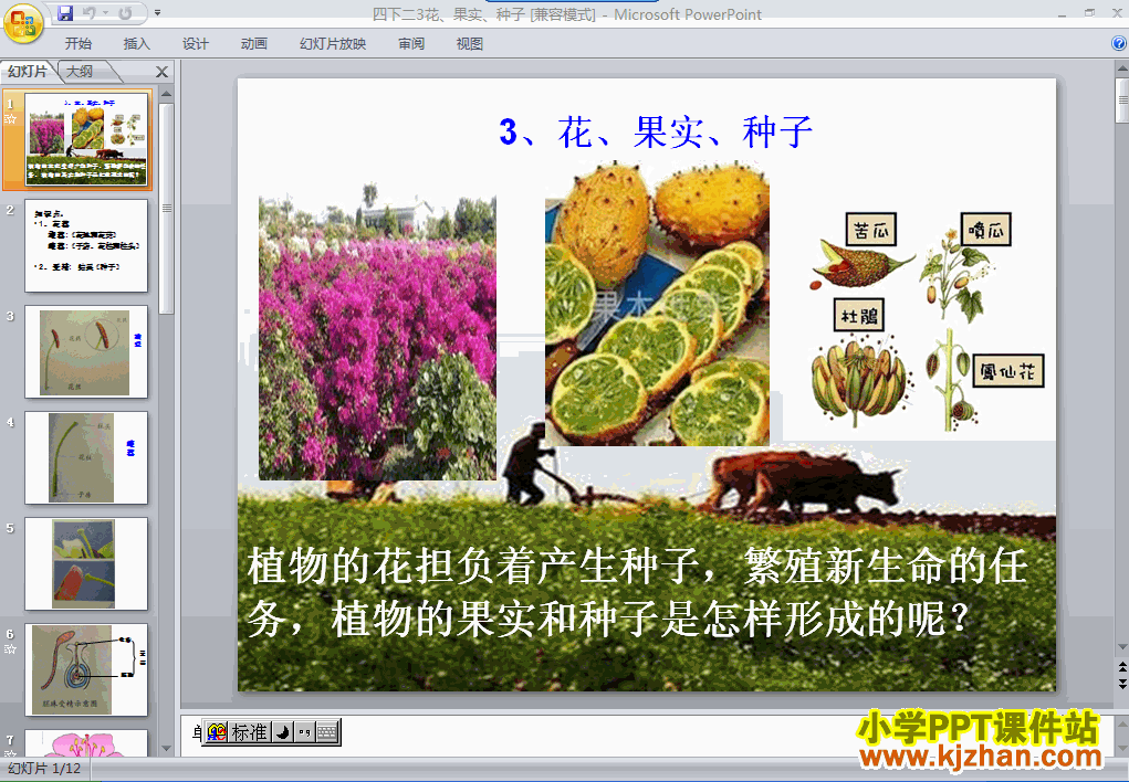 下载第二单元花．果实和种子ppt课件(四年级科学下册)