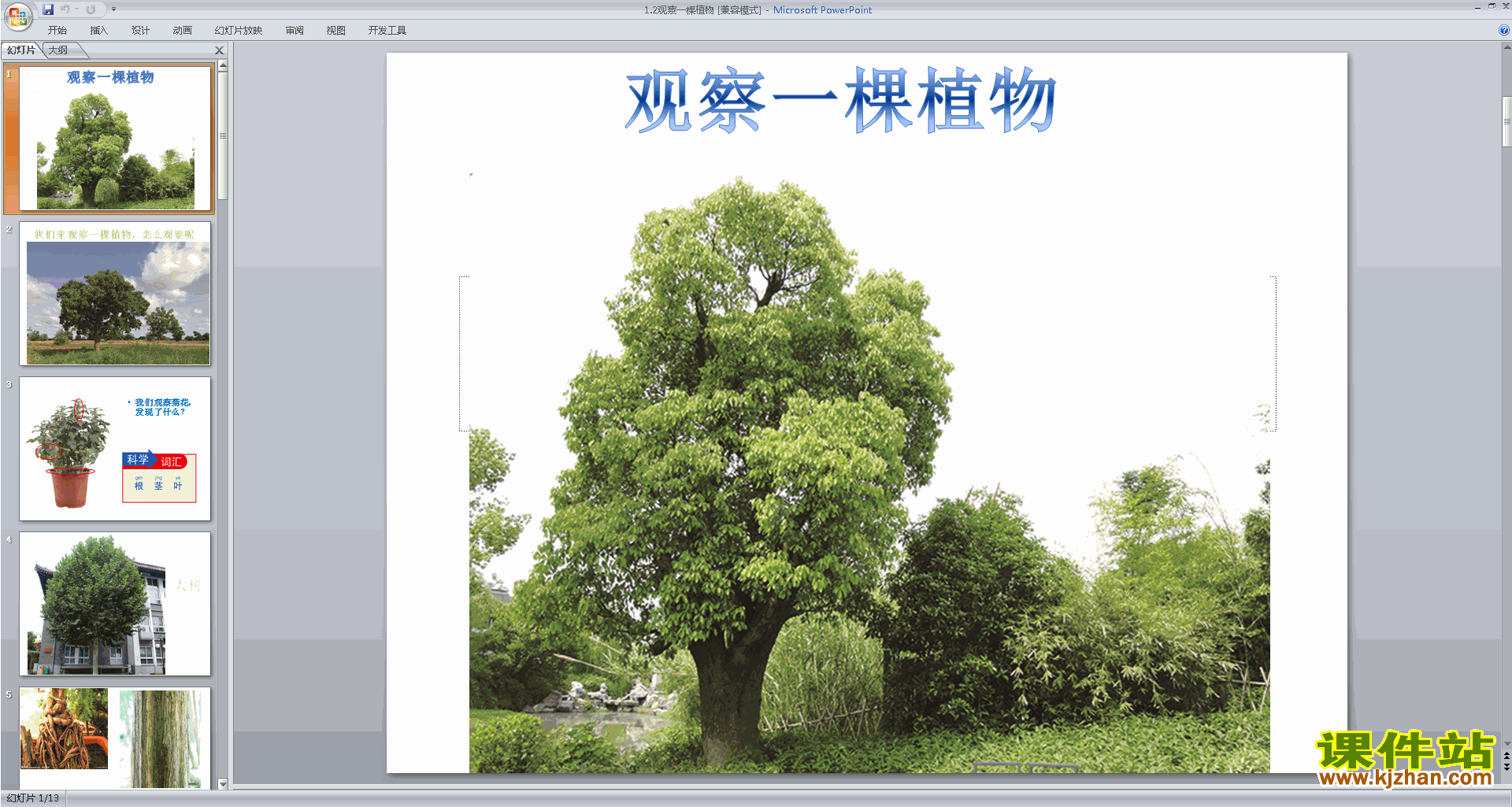 教科版一年级上册科学优质课1.2观察一棵植物ppt课件下载