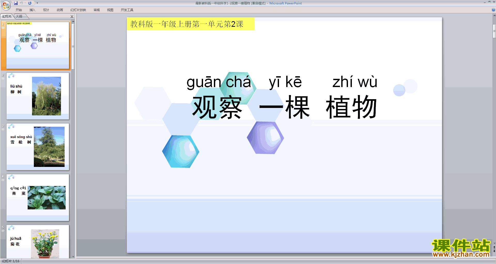 下载1.2观察一棵植物ppt课件(教科版一年级上册科学)