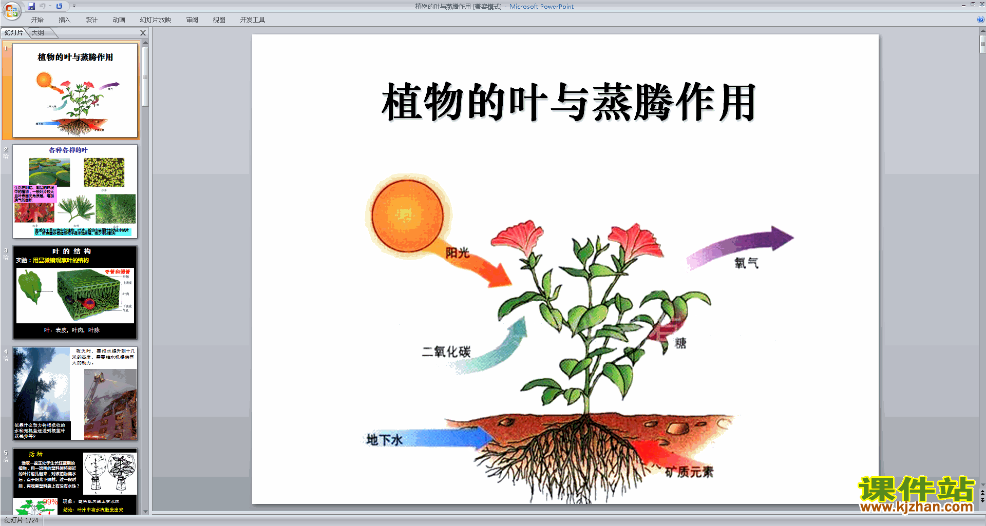 新浙教版八下科学优质课4.5植物的叶与蒸腾作用ppt课件