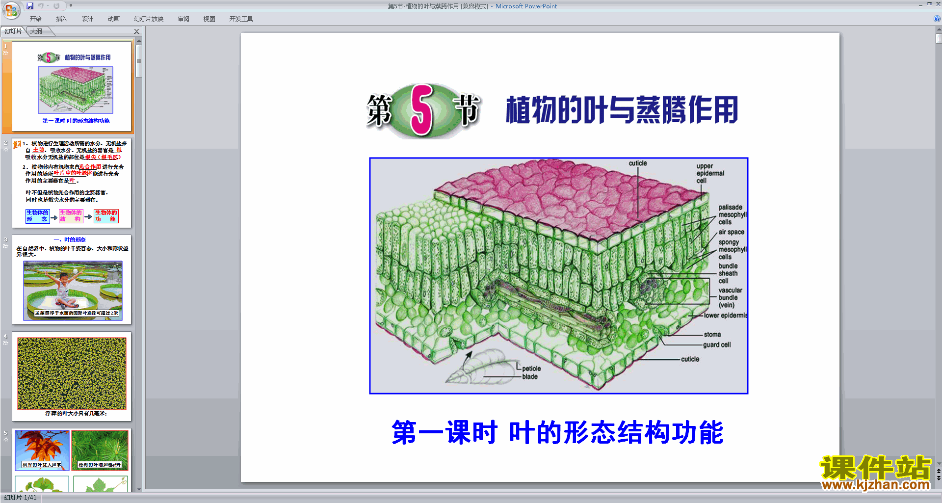 浙教版八年级下册科学公开课4.5植物的叶与蒸腾作用ppt课件